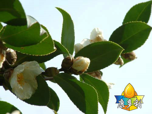 �л��Ͳ����7