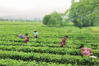 mg���ֵ�����Ϸ��վ,�Ͳ�ݪֲ�����ӹ�����,ֲ����ݪֲ�����ӹ�����