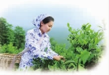 mg���ֵ�����Ϸ��վ,�Ͳ�ݪֲ�����ӹ�����,ֲ����ݪֲ�����ӹ�����