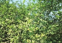 mg���ֵ�����Ϸ��վ,�Ͳ�ݪֲ�����ӹ�����,ֲ����ݪֲ�����ӹ�����